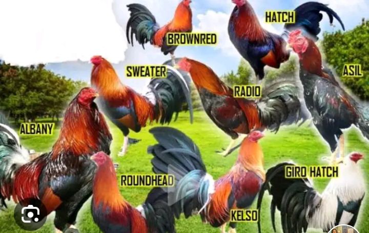 Gallos de pelea en combate