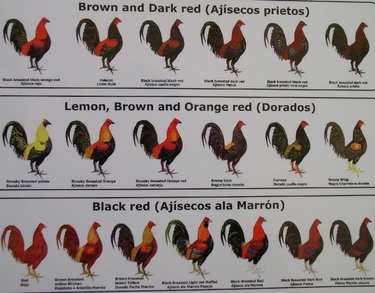 Diferentes razas de gallos de pelea